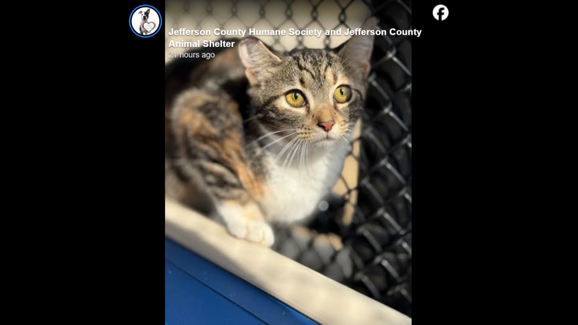 On the lookout for a kitten with some added spice?