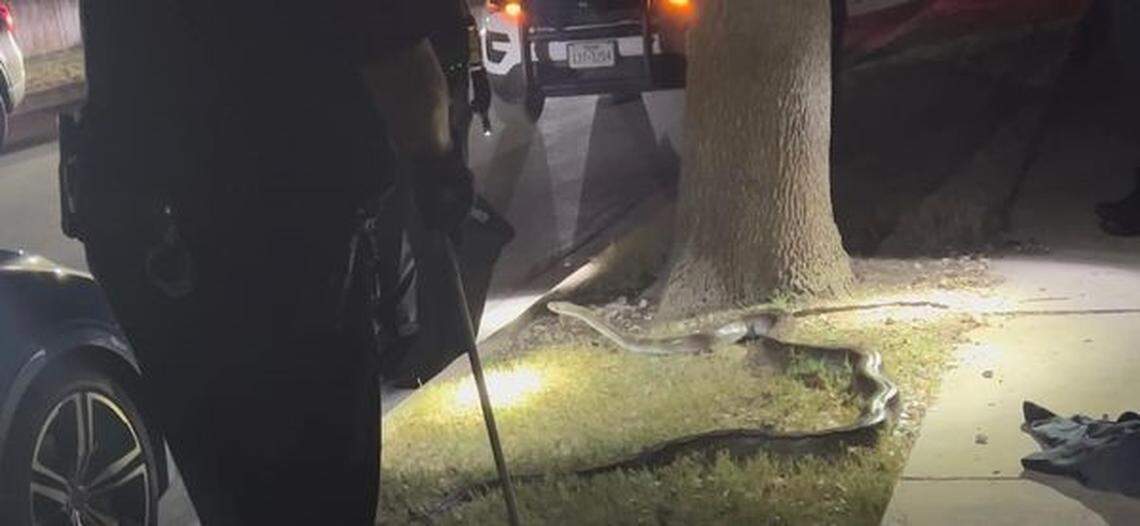 Officials said the snake measured at least 10-feet long.