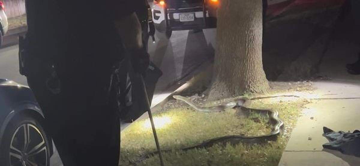 Officials said the snake measured at least 10-feet long.