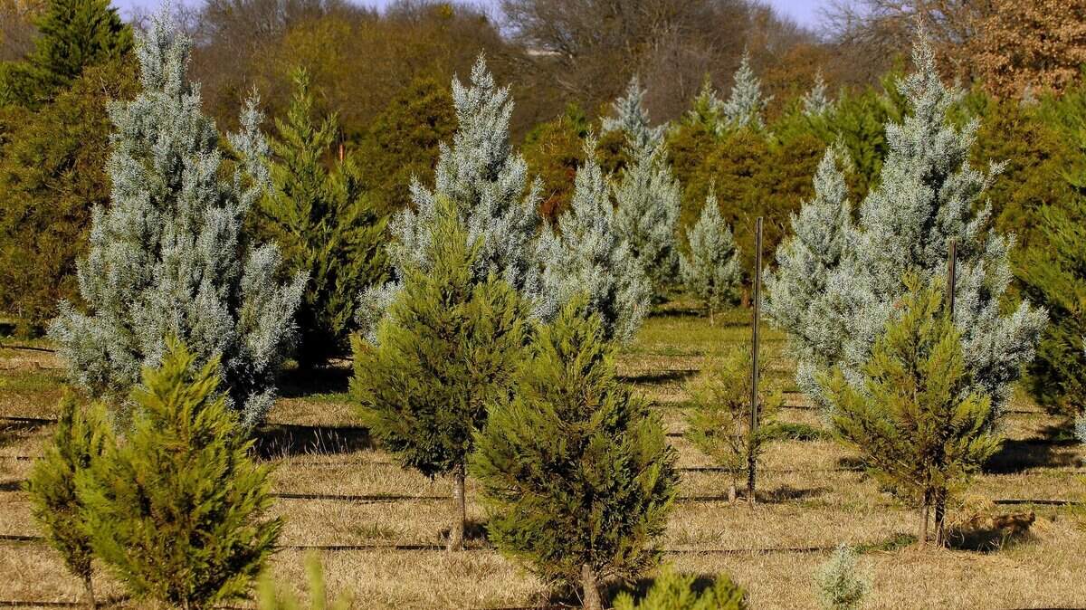 Marion and Ron Dearman’s Christmas tree farm located near Weatherford on Friday, November 21, 2008.