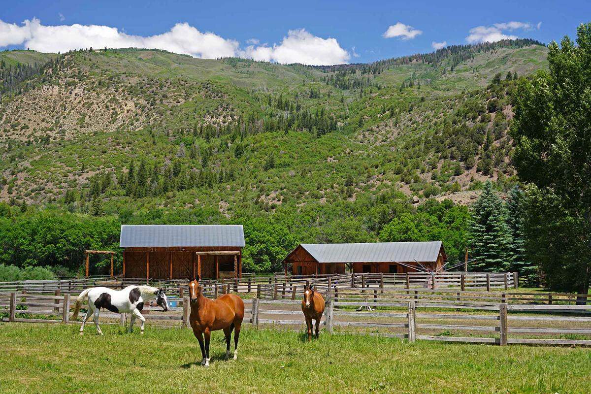 A few of the horses roaming the property