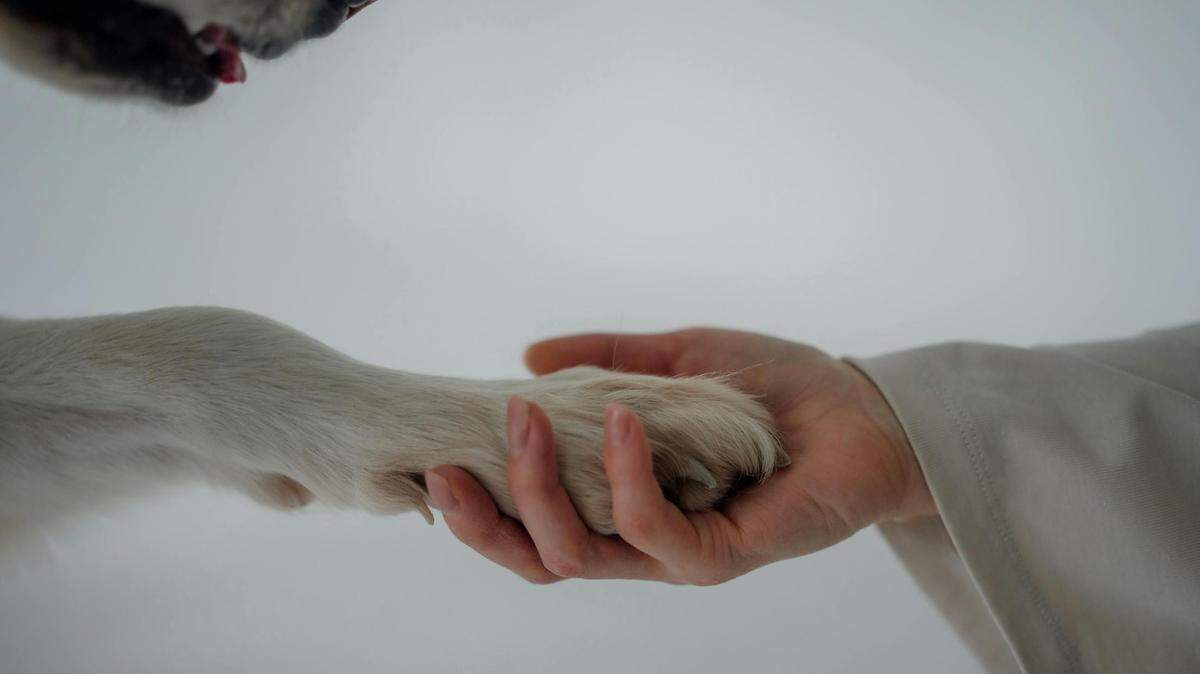 Loud noises from thunder in North Texas storms can freak out pets but there are ways to calm them down.
