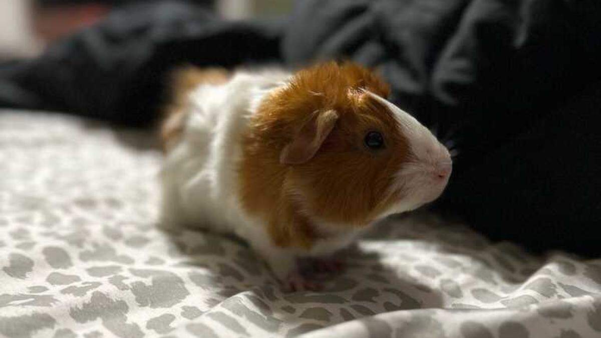 An orange and white guinea pig sits on a bed. 