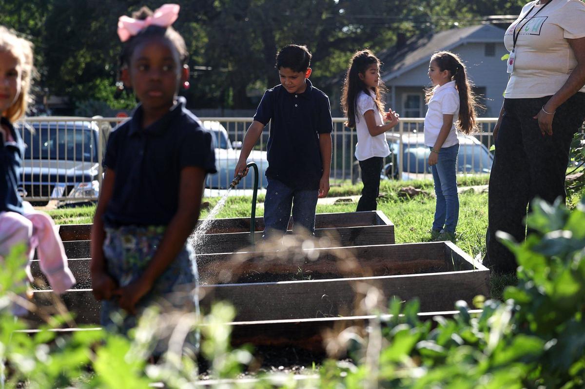 Second-grader Diego Pasquez waters a raised bed while working in the garden at Sagamore Hill Elementary with fellow classmates on Thursday, Sept. 19, 2024, in Fort Worth.
