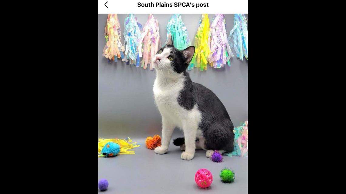 Liliana gazing longingly, probably thinking about treats.