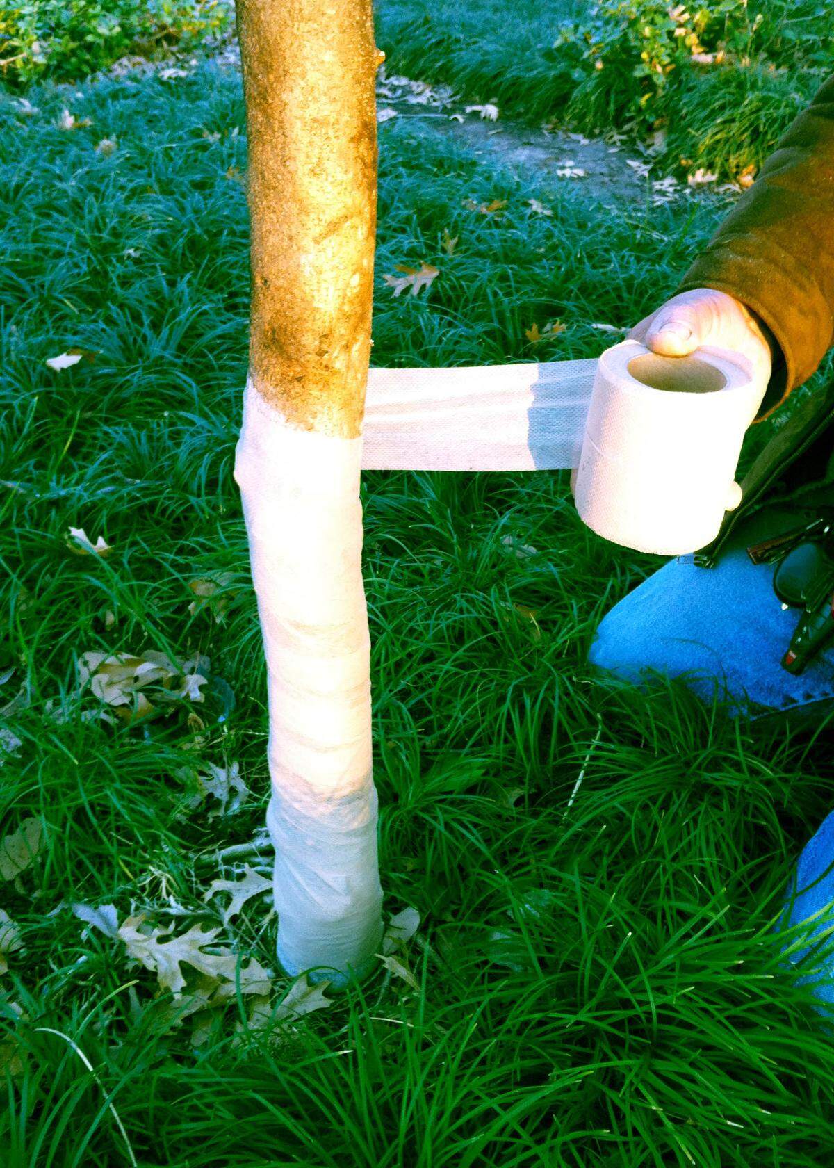 Tree wrap protects trunks from sun scald and invasion by borers. They can be left in place for two or more years.