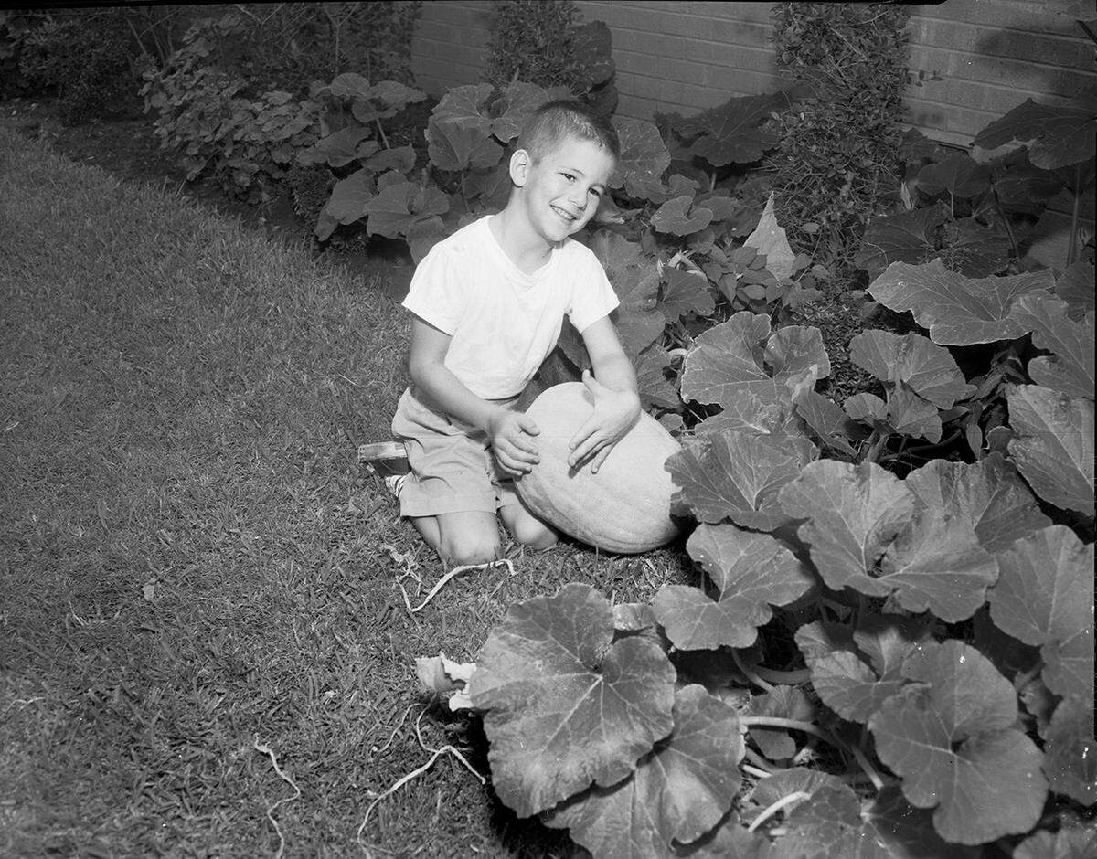 1958: “Last Halloween when Dr. W. S. Lorimer Jr. labored over a pumpkin, trying to carve it into a jack-o’-lantern, his young son, Douglas, now 6, took the seeds and planted them. Now he has a very long, strong vine (over which the milkman has to step carefully every morning) and a big crop of jack-o’-lanterns on the vine. He anticipates going into the pumpkin business.”