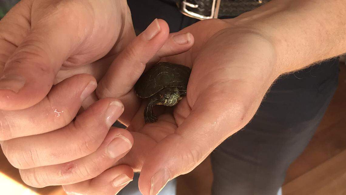 Pittsburgh police busted a business illegal selling baby turtles on Friday.