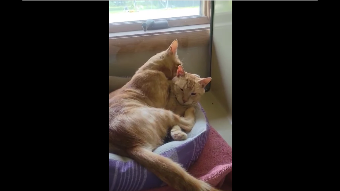 The duo grooming each other