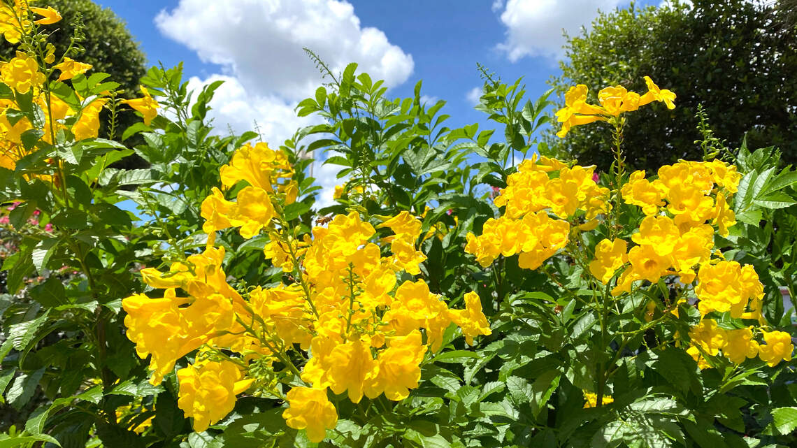 Common questions about North Texas landscapes as fall begins and temperatures drop