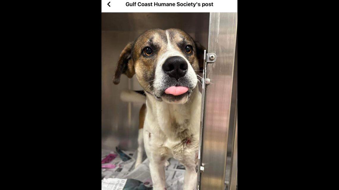 Baxter is on the mend at the shelter.
