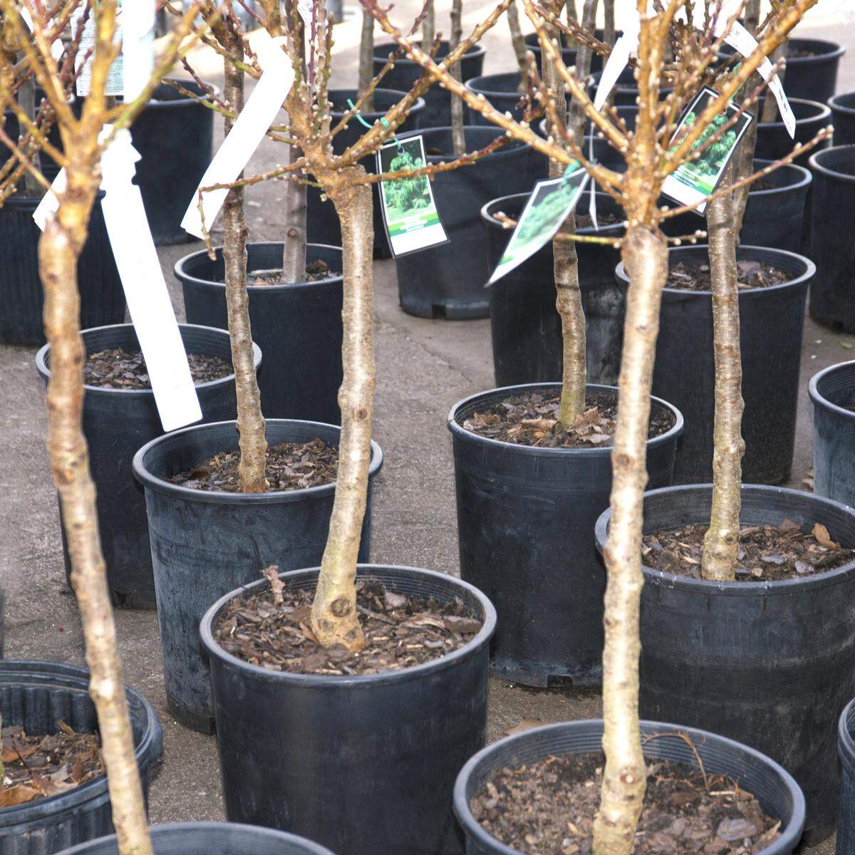 The box store’s label simply said “peach trees.”