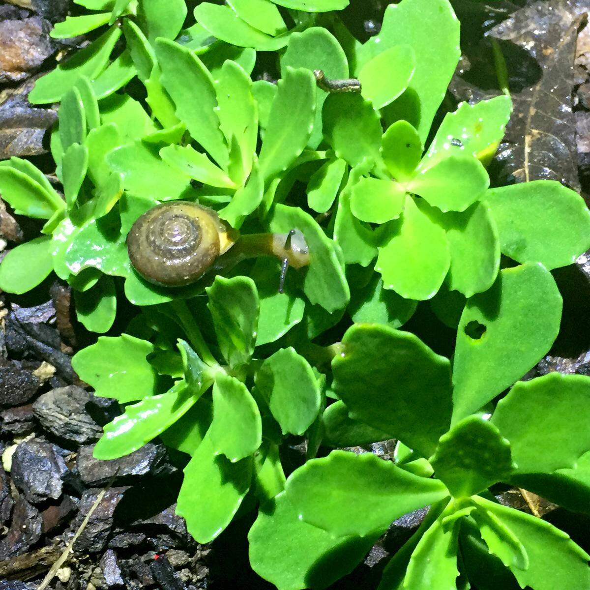 Snail and caterpillar both feeding on sedum.