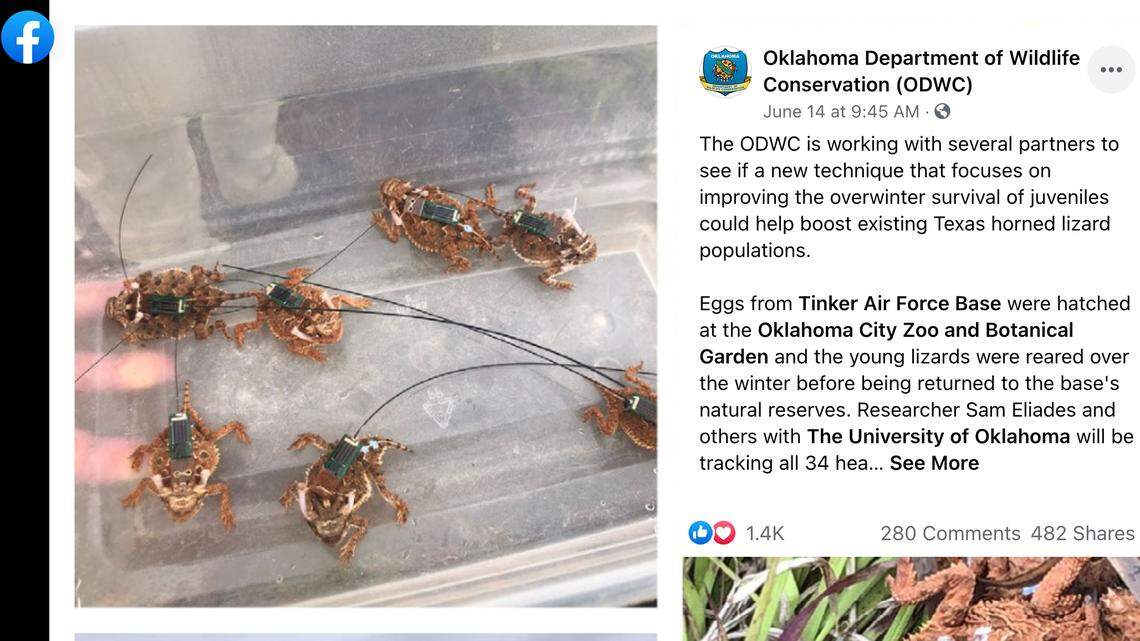Researchers have fitted small devices with antennas to horned lizards in Oklahoma as part of a conservation effort.