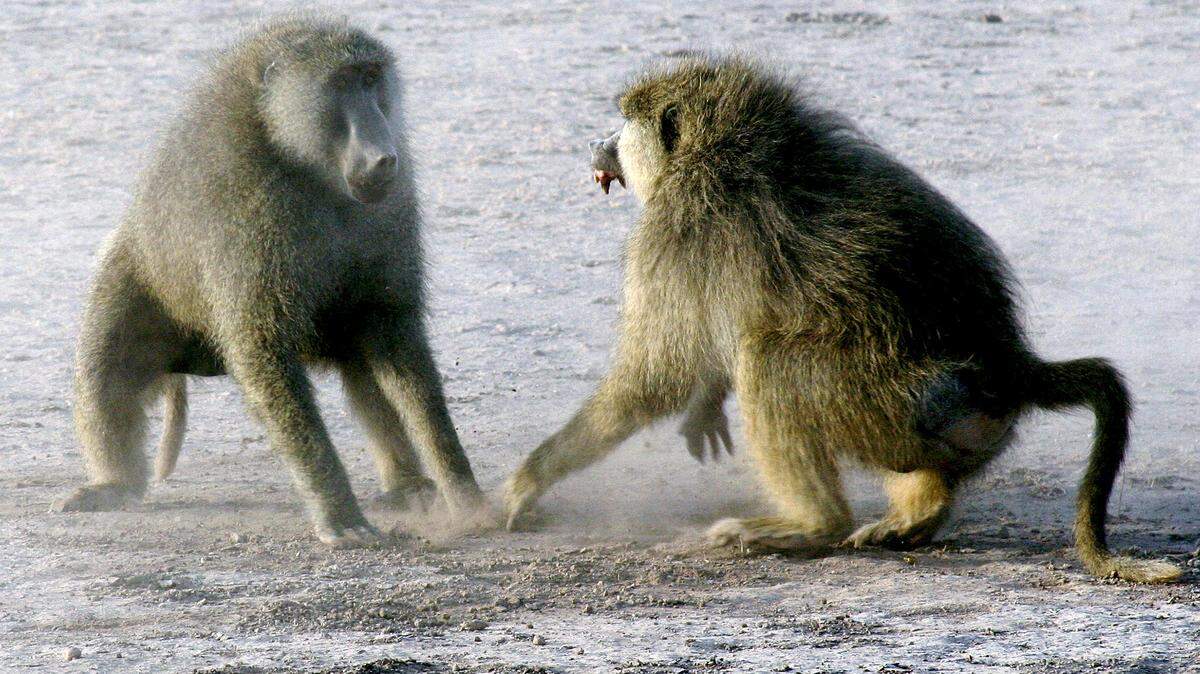 Baboons! Run for your lives! Protect the electrical grid! Wait a minute ... . Oh, haboob. No biggie.