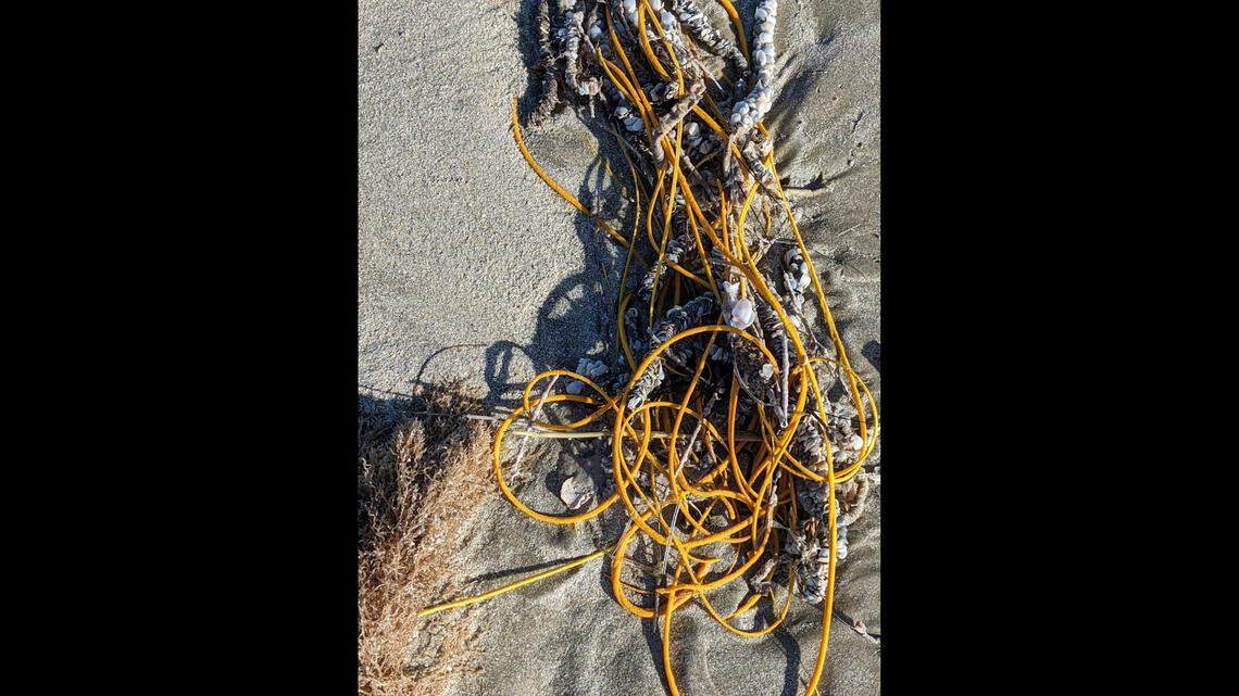 Sea whip coral washed up on the Padre National Seashore in Texas. Officials say not to mistake it for trash.