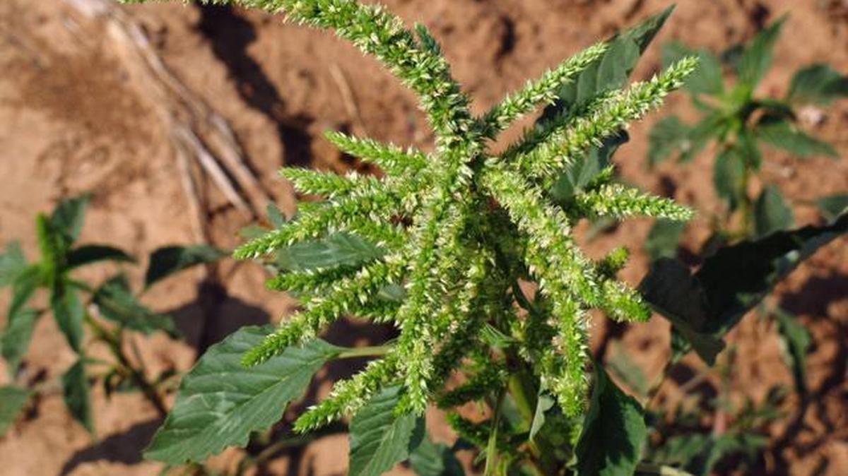 In this July 24, 2014 photo, Pigweed grows in a cotton field east of Lubbock, Texas.