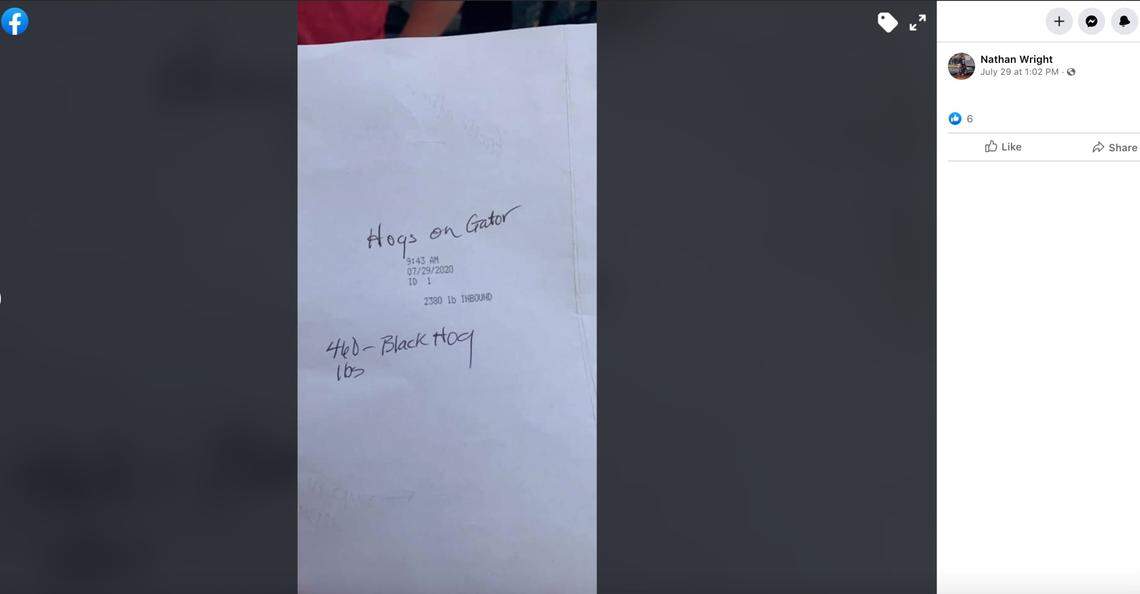 The feral hogged weighed in at 460 pounds, the duo said.