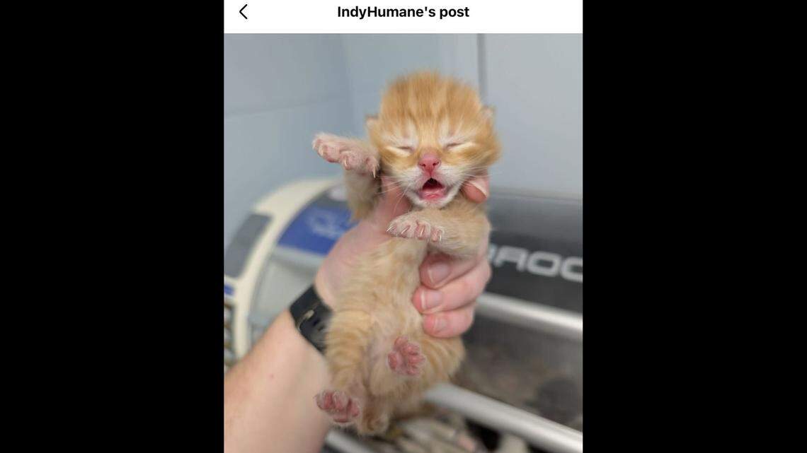 One of the kittens safe at the shelter.