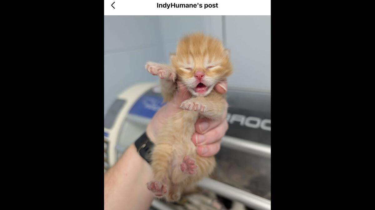 One of the kittens safe at the shelter.