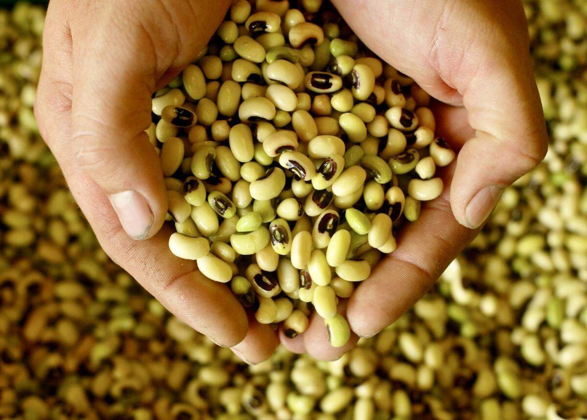 Carleton Dunn holds a handful pf fresh black-eyed peas May 11, 2004, at Dunn Produce, then off U.S. 180 in Weatherford, Texas.