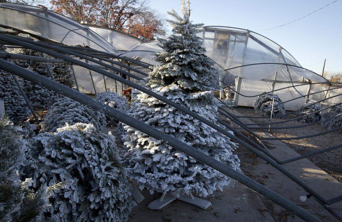 In the December 2013 ice storm, the Plant Shed in Benbrook lost four greenhouses, including one that was filled with Christmas trees.