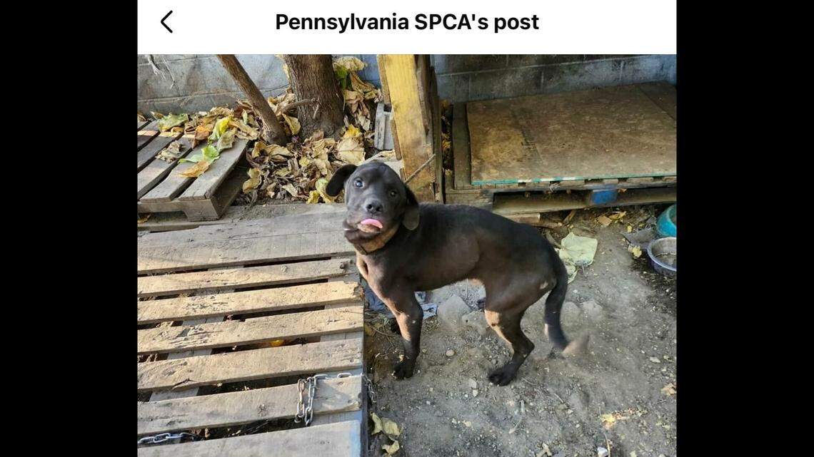 One of the three pups rescued by a Pennsylvania shelter.