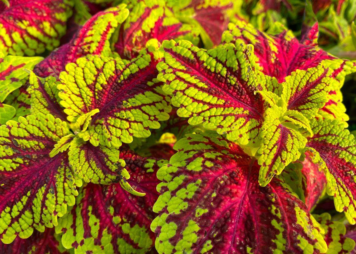 One of many stunning coleus selections on the market each year.