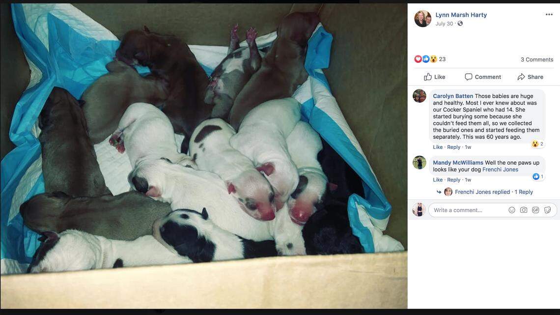 Rescued dog gives birth to 20 puppies after emergency C-section, Texas vet says