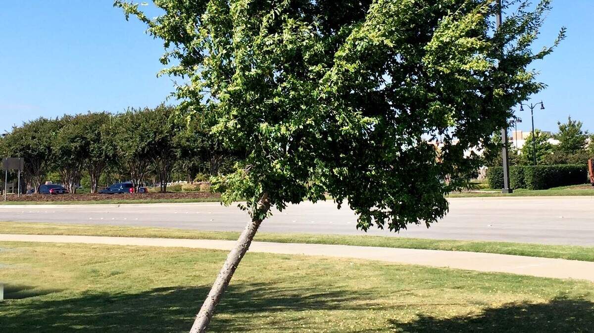 A leaning lacebark elm can only be corrected by digging and replanting.