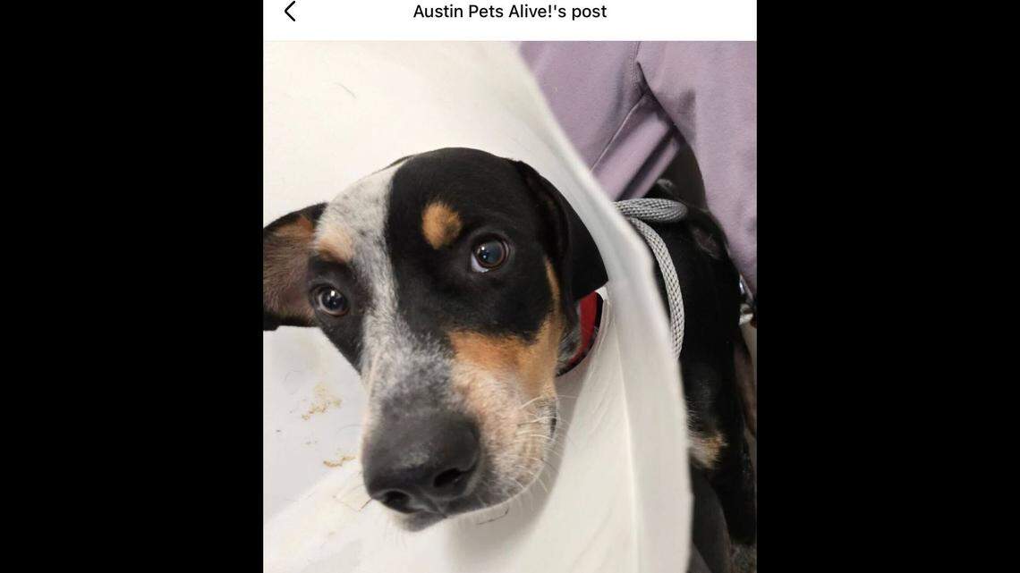 When a bite like this is left untreated, a dog’s health can decline rapidly.