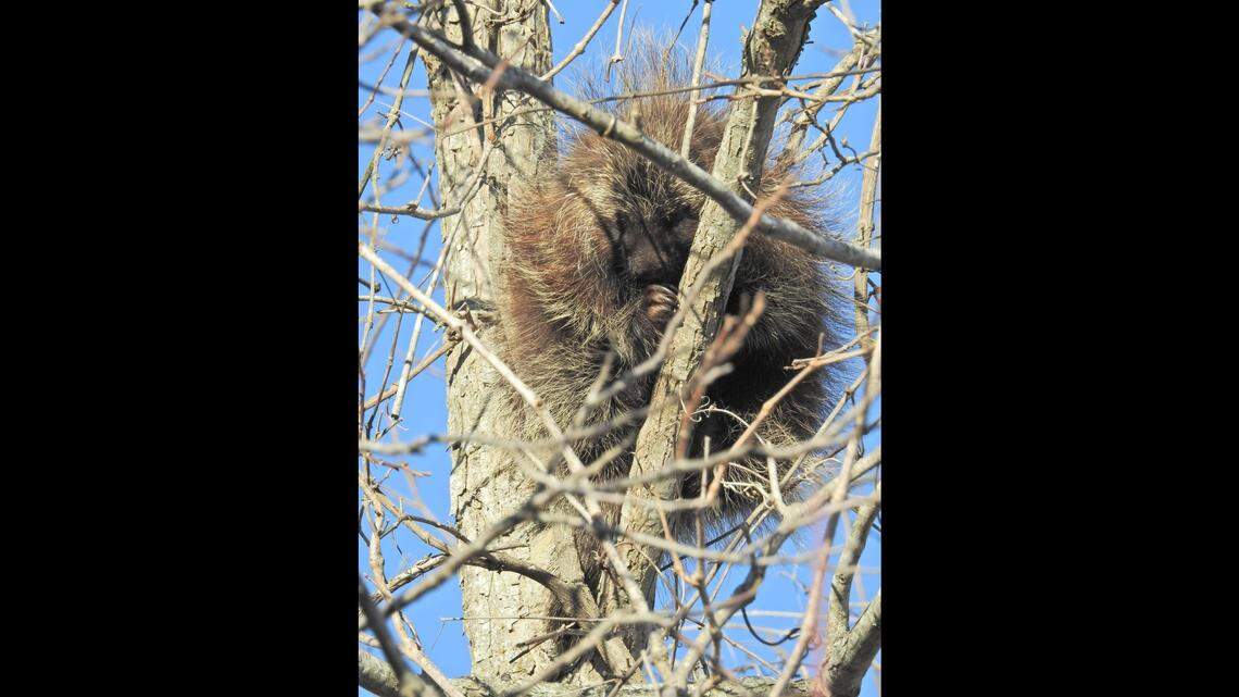 Texas biologist Craig Hensley reports he walked past what looked like a squirrel nest in a tree. It was actually a porcupine.