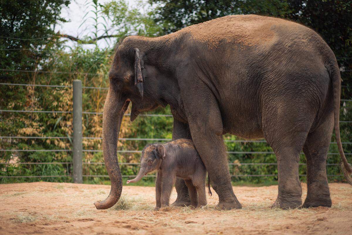 The Fort Worth Zoo is inviting the public to help name the new member of the Asian elephant herd. The female calf was born to mother Bluebonnet and father Romeo on Aug. 18, 2025. Voting on a name for the new little one begins Friday, Sept. 26, 2025, on the zoo’s website.
