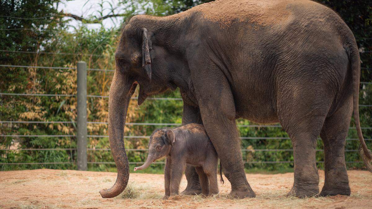 The Fort Worth Zoo is inviting the public to help name the new member of the Asian elephant herd. The female calf was born to mother Bluebonnet and father Romeo on Aug. 18. Voting on a name for the new little one begins Friday on the zoo’s website.