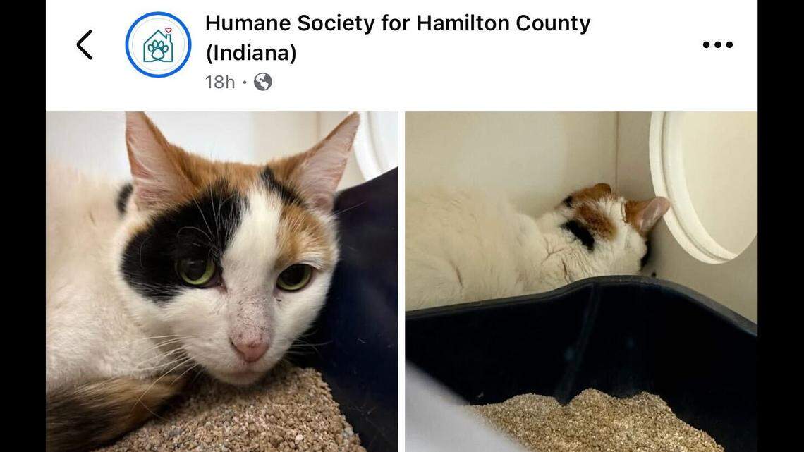 Kaylee is really struggling in the shelter environment.