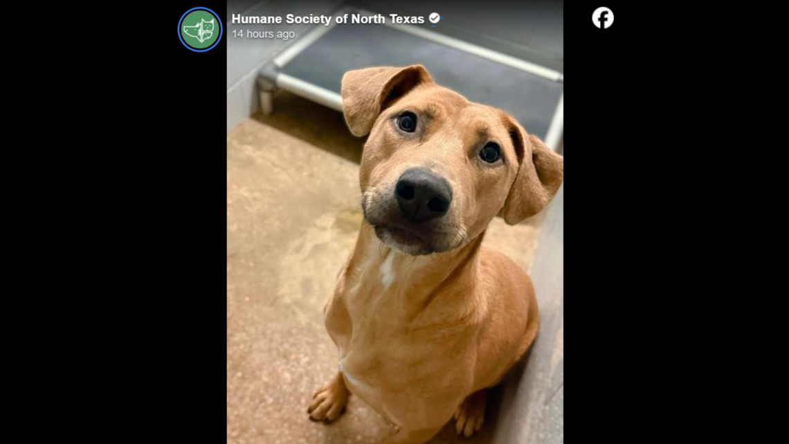 Pelican has seriously seen it all.