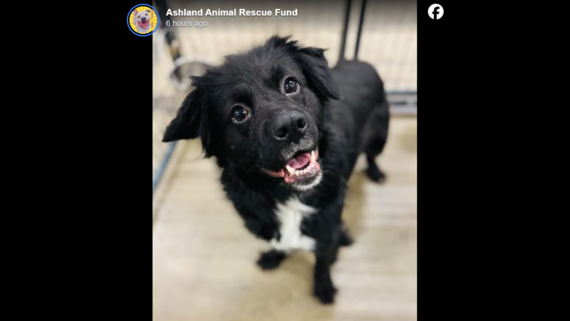 The handsome Tonka cheesing for the camera.