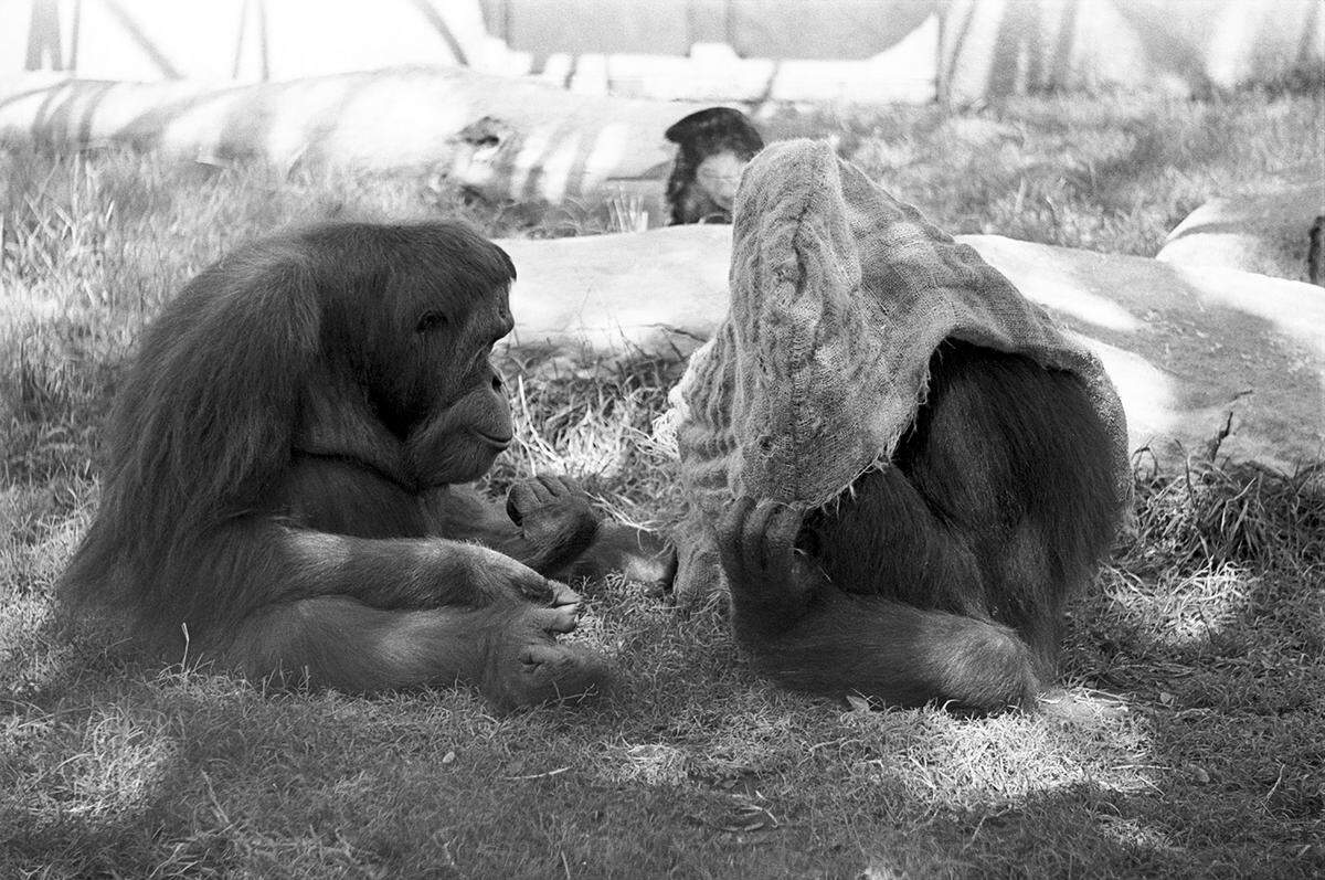 July 2, 1980: Chimpanzees at the Fort Worth Zoo found a way to keep cool in the 100-plus temperatures by dunking a burlap bag in water and placing it over their heads.