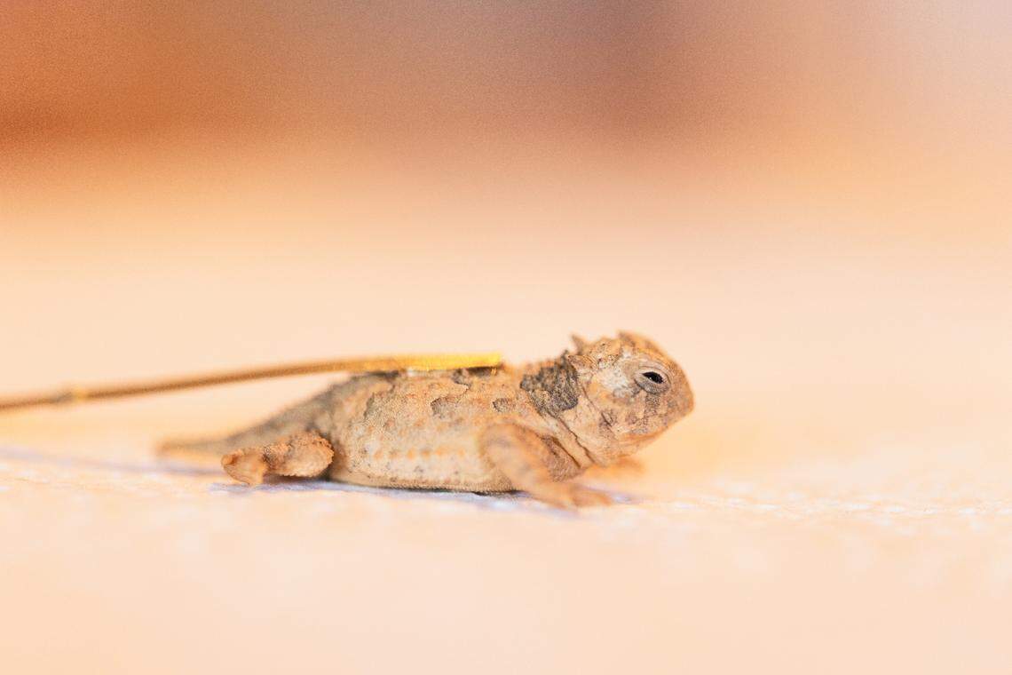 A Texas horned lizard, hatched at the Fort Worth Zoo.