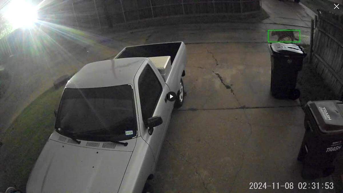 Security video shows a mountain lion walking through Plano.