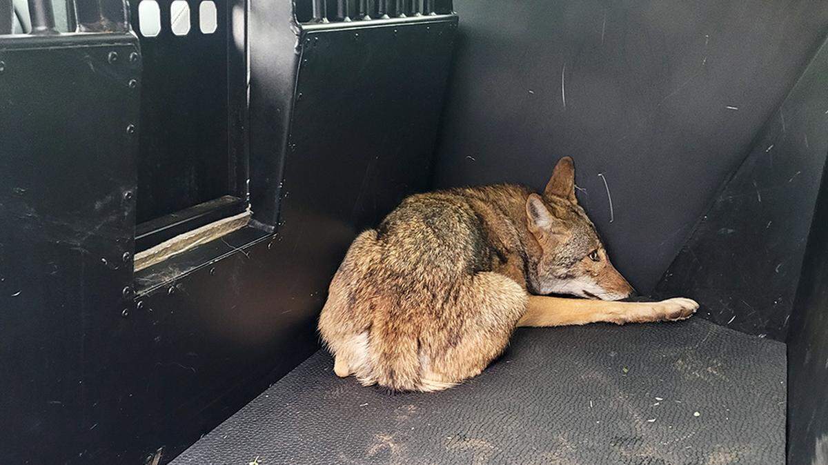 Arlington Animal Services captured a coyote Thursday morning, Feb. 15, 2024, that officials believe bit three children at a local park.
