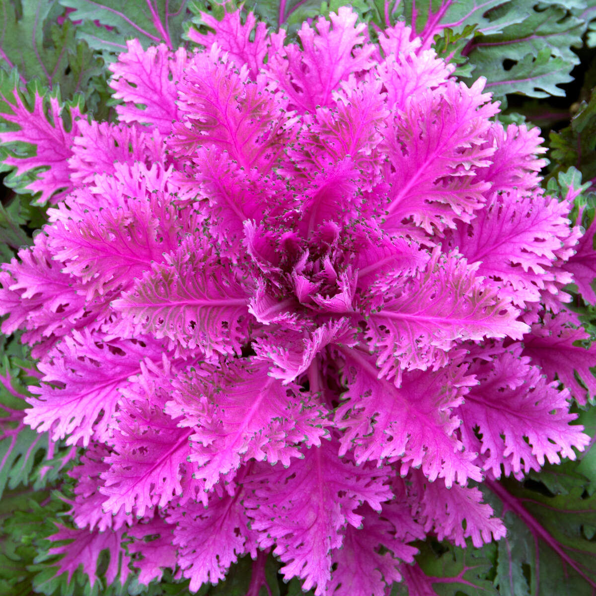 Ornamental kale and cabbage are grown for colorful foliage.