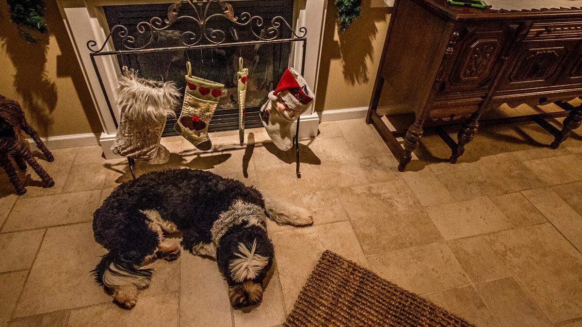 Be careful what you give your pet over the holidays. There are many foods that can be toxic to cats and dogs if ingested.
