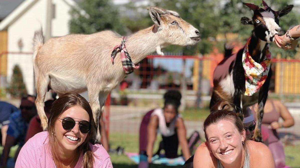 Goat Yoga Dallas at Pecan Square, Hillwood. Goats are rewarded with food when they jump on participant’s backs.