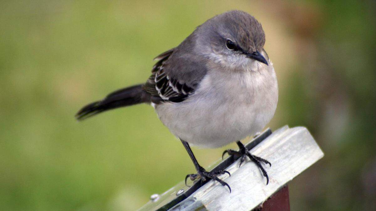 The northern mockingbird trills almost endlessly and masterfully and amazingly mimics the songs of about 50 other birds and even music and machinery.