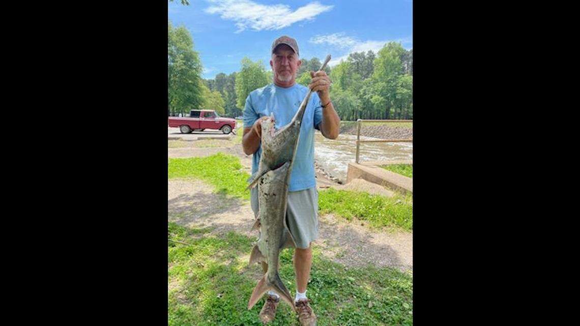 Bobby Chambers, 67, was snagging for flatfish catfish in the Petit Jean River when he caught this banded paddlefish by accident.