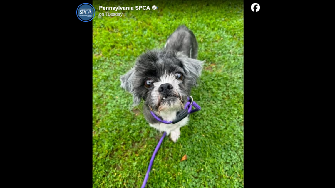 Chino has a lot of love left to give.