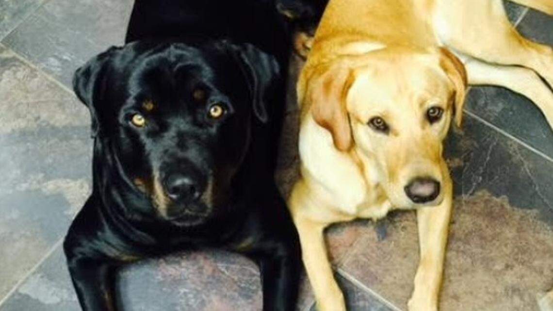 Benny (l) and Butch thwarted a home invasion Monday afternoon when they chased off two suspects from a home in east Fort Worth.
