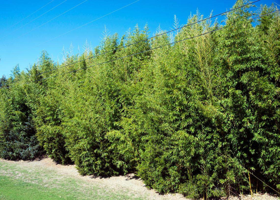 Golden bamboo sends out underground runners that sprout up in the worst of all soils.