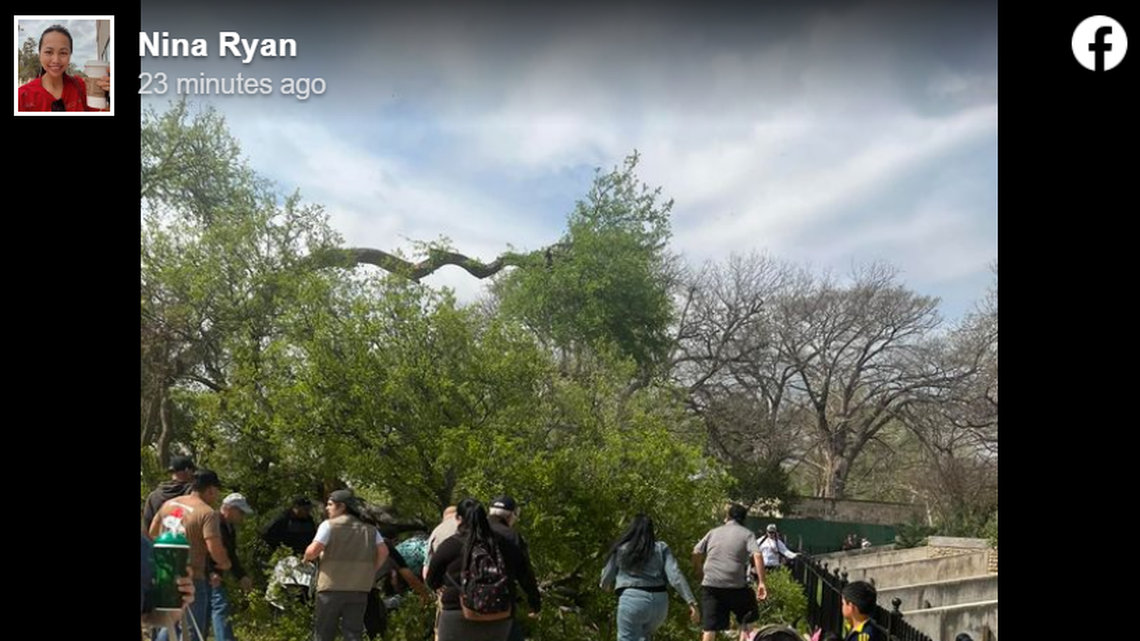 A tree branch fell on visitors at the San Antonio Zoo, hospitalizing seven, according to local news reports.